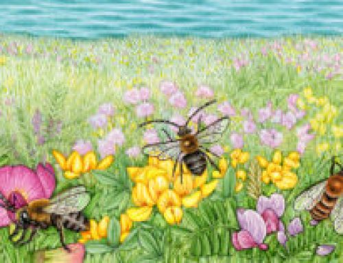 Life on the Edge: illustrating insects on the South Devon coastline