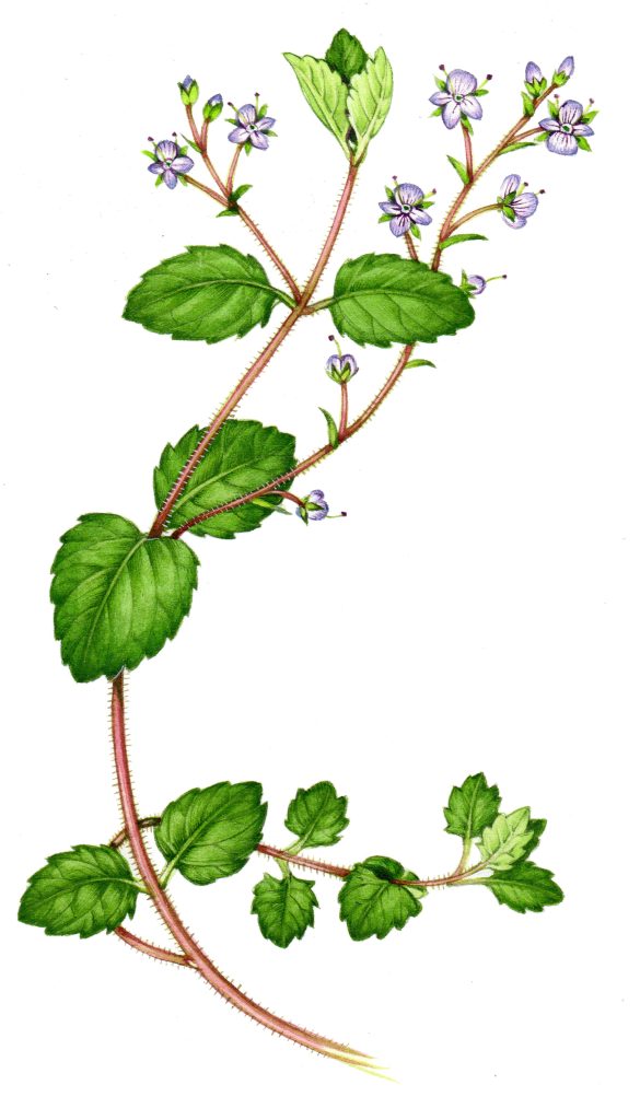 Wood speedwell original illustration for sale