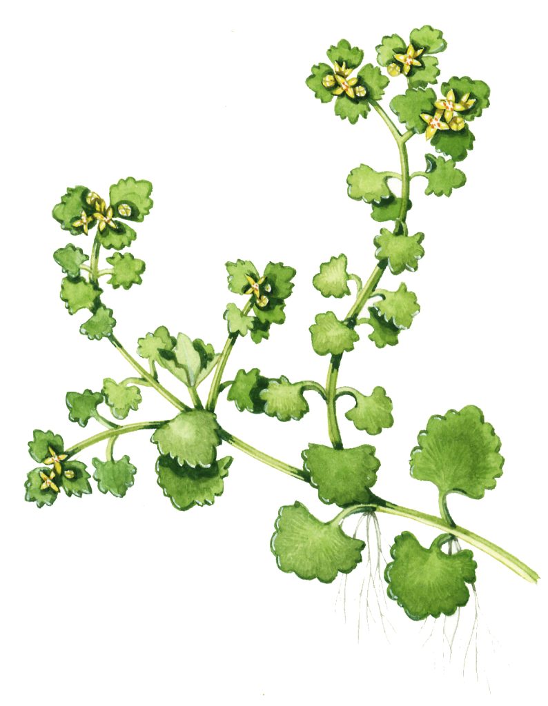 Opposite-leaved golden saxifrage Chrysosplenium oppositifolium natural history illustration by Lizzie Harper