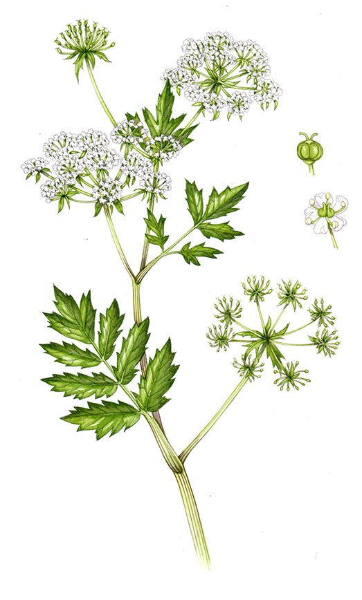 Lesser Water Parsnip Berula erecta natural history illustration by Lizzie Harper