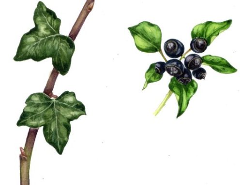 Brecknockshire Botany: Llangasty